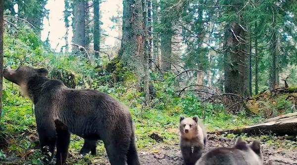 imagini rare cu o ursoaica grijulie cu 3 pui surprinse intr o padure din apuseni video in articol