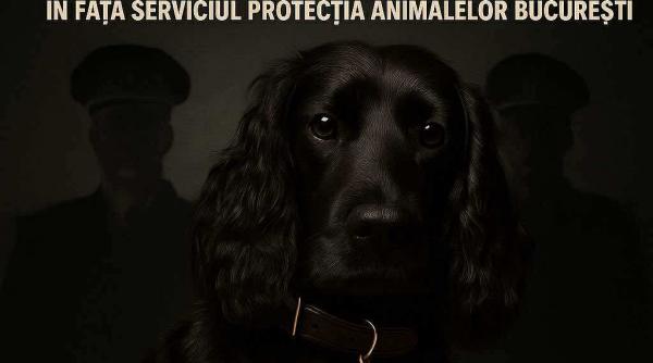 protest pentru catelusa katya lovita in cap de stapan peste 7 000 de romani cer sanctionarea politistilor care au gestionat cazul