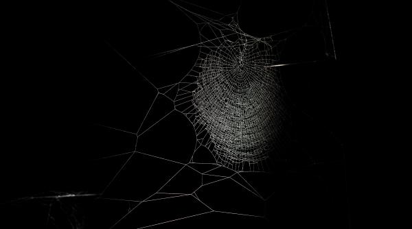 cea mai mare panza de paianjen din lume un mozaic urias de 111 000 de paianjeni a fost descoperit la granita greciei cu albania