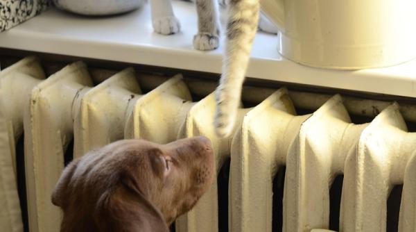 bolile cainilor si pisicilor in sezonul rece dr cristian cristea invitat la dc anima