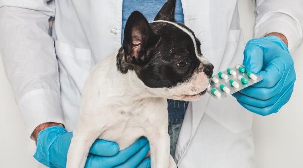 iarna nu trebuie sa deparazitam animalele mit sau adevar medicul veterinar cristian cristea explica