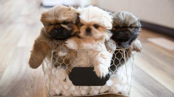 un mit periculos circula printre proprietarii de caini dr cristian cristea poate avea consecinte grave asupra sanatatii animalului