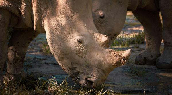 imagini cu nasterea unui pui de rinocer alb specie in pericol de disparitie video