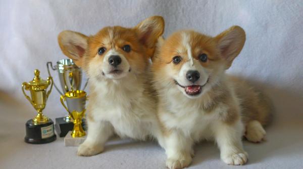 corgi mici dar cu personalitate uriasa barksville corgis