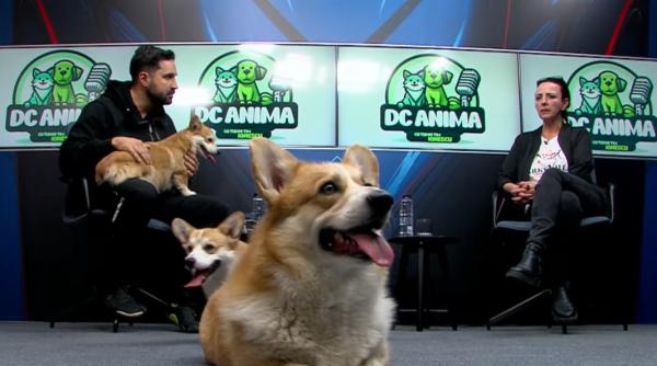 corgii au luat cu asalt platoul emisiunii dc anima momente adorabile surprinse de camerele de filmat video