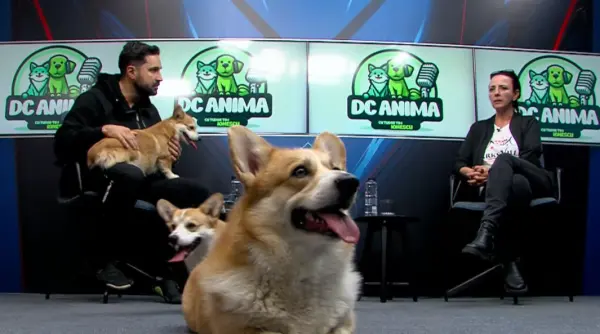 corgii au luat cu asalt platoul emisiunii dc anima momente adorabile surprinse de camerele de filmat video