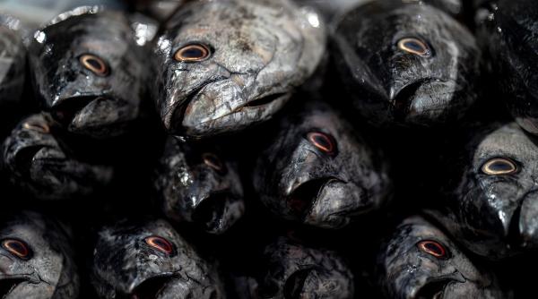 resturile de peste mai sanatoase decat fileurile scumpe mihaela bilic mai mult calciu fier colagen si omega 3