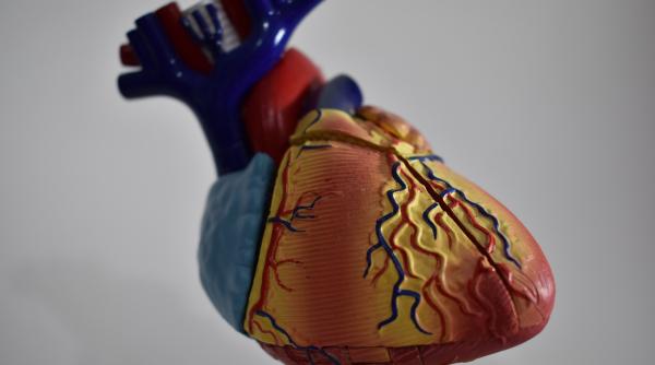 cand imbatraneste de fapt inima dr anca tau sapte raspunsuri diferite