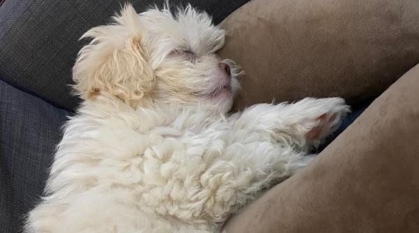 adoptiile de animale intre responsabilitate si abuz cum incearca olx sa curete piata online