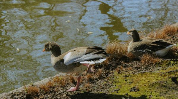 galezii acuza migrantii fura gaste si rate din parc pentru a le gati de craciun