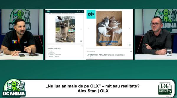 olx si animalele de companie ce trebuie sa stim inainte de a cumpara