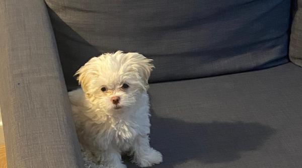 2025 anul prudentei pe piata imobiliara deciziile de locuire tot mai legate de viata cu animale