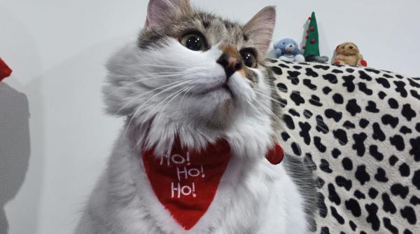 animalele si artificiile un medic veterinar explica de ce ar trebui sa renuntam la ele