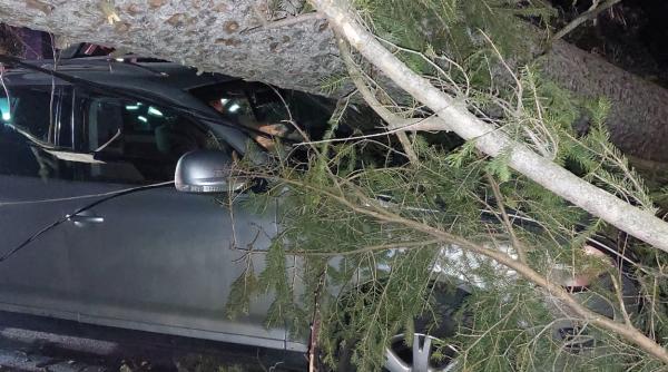 vantul a facut prapad in sinaia copaci cazuti inclusiv peste o masina in care se aflau trei persoane