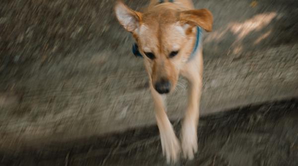 adapost privat ultima oprire pentru cainii fara stapan reprezentanta unui ong pentru salvarea animalelor uluita de ce a gasit acolo