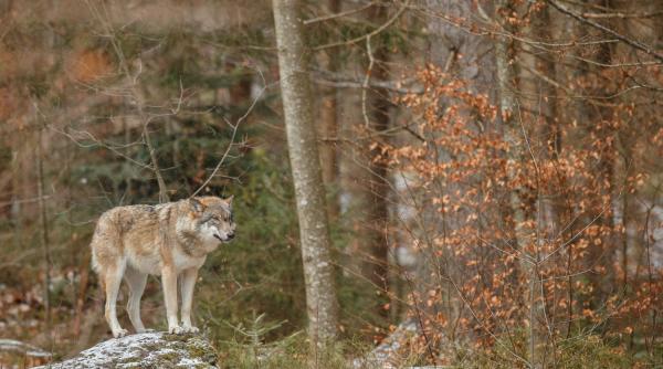 un lup a evadat din gradina zoologica din tokyo vizitatorii sunt obligati sa se adaposteasca