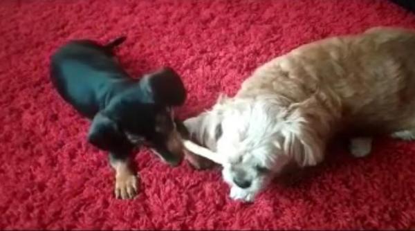 an nou fericit grupa de sange trecuta in carnetul de vaccinare