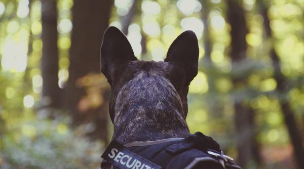 suier unul dintre cei mai cunoscuti caini politisti din romania a murit