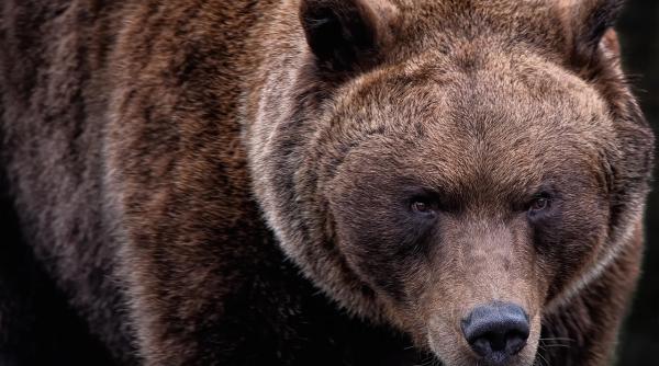 ursul si a facut aparitia intr o zona cu mii de turisti in localitatea lupeni partie straja mesaj ro alert