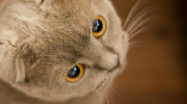 de ce a interzis olanda rasele de pisici scottish folds si sphynx amenzi de 1500 de euro