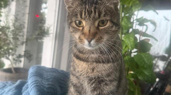 motanul diesel singur pe strada haideti sa l gasim fiecare share ne aduce mai aproape de el