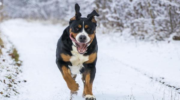 cum sa ti dai seama daca ii este frig cainelui tau