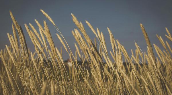 romania putea fi jucator in votul pentru acordul mercosur fara sa loveasca pe nimeni bogdan chirieac sa ne explice si noua cineva de ce