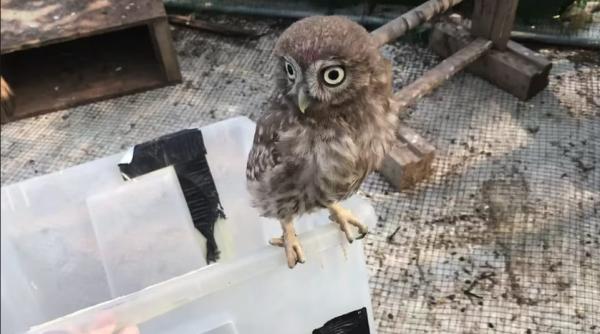 o familie din botosani a sunat la 112 dupa ce in bucataria lor a intrat o cucuvea video in articol