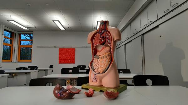 cat valoreaza tot corpul uman conform unei afaceri de pe piata neagra