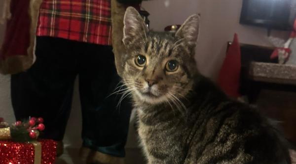 puterea dc news diesel motanul speriat de artificii a fost gasit dupa un clip de zeci de mii de vizualizari