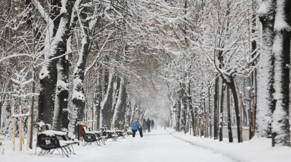 foto puricii de zapada au invadat clujul poate sari pana la cativa centimetri si rezista la temperaturi de minus 8 grade