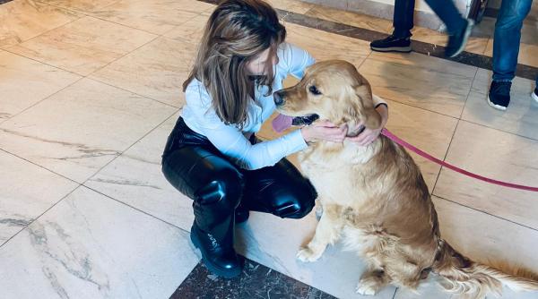 de ce golden retrieverul e cainele care te face un om mai bun cristina musat