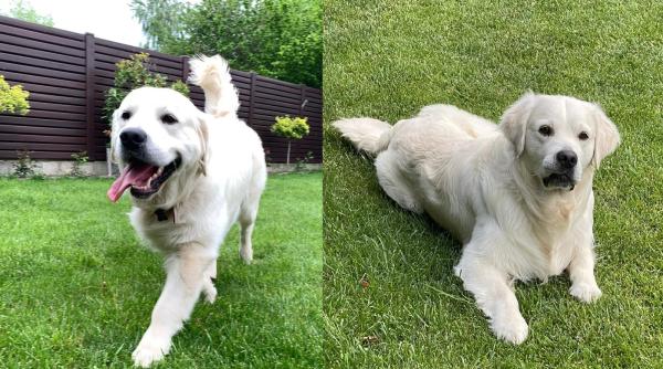 de la vanatoare la caine de familie istoria fascinanta a golden retriever ilor