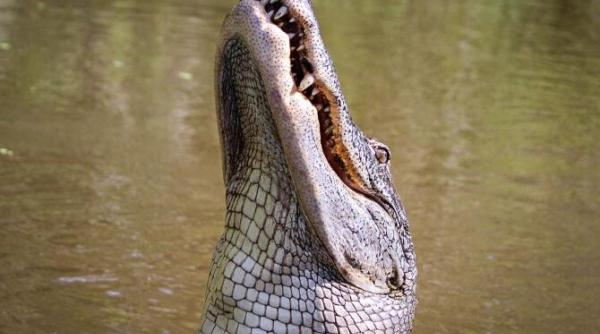 sfarsit tragic pentru un barbat intr o destinatie turistica iubita de romani a fost atacat de un crocodil