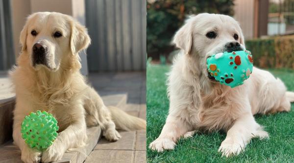 vrei un caine de rasa la pret mic ce risti cand graba bate responsabilitatea