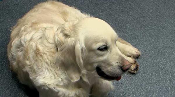 atentie la cainii de rasa de la crescatori neautorizati tot ce trebuie sa stii inainte de a ti cumpara un prieten pe viata