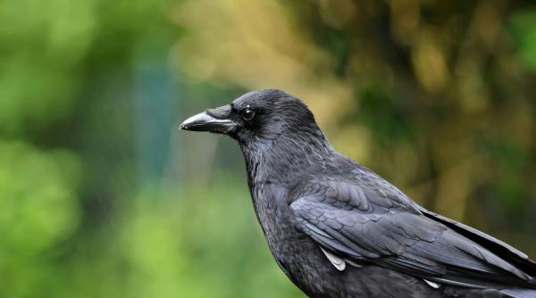 un barbat dreseaza ciori sa atace sepcile maga purtate de sustinatorii lui donald trump