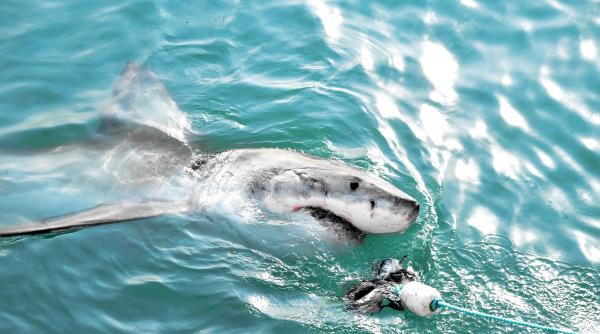 misterul rechinului din groenlanda orb incet si are aproape 500 de ani arata ca si cum ar fi deja mort