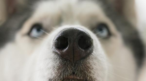 cainii din rasa husky siberian trasaturi surprinzatoare care ii fac cu adevarat speciali video