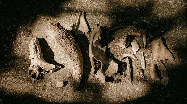 unelte de lemn vechi de 430 000 de ani descoperite in grecia foto in articol