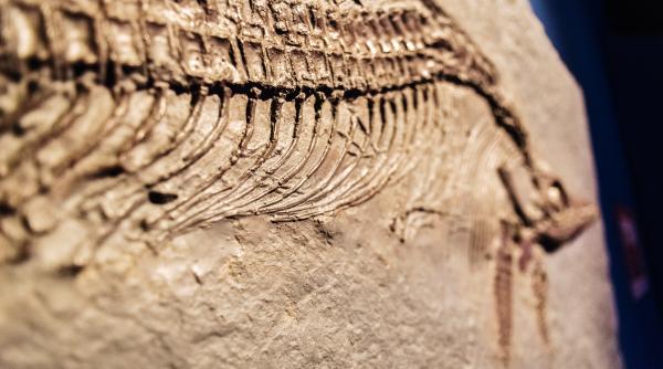 descoperire majora in china ce arata fosilele vietuitoarelor marine vechi de peste 500 de milioane de ani