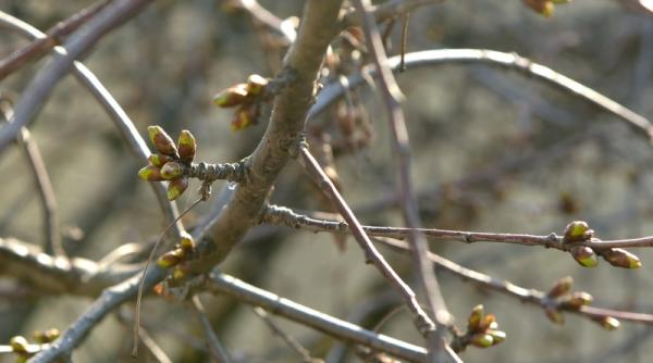 gerul si temperaturile scazute afecteaza culturile de toamna si pomi viticole prognoza si recomandarile meteorologilor