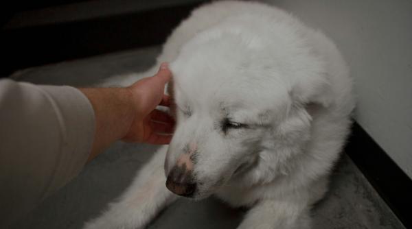 cruzimea fata de animale primul pas spre violenta impotriva oamenilor semnalul de alarma tras la dc anima