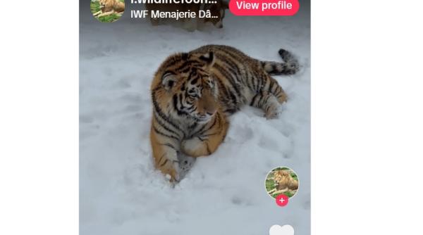 imagini virale cu un tigru in zapada intr o curte din dambovita inconstienti poate isi mananca stapanul pofta buna reactia politiei