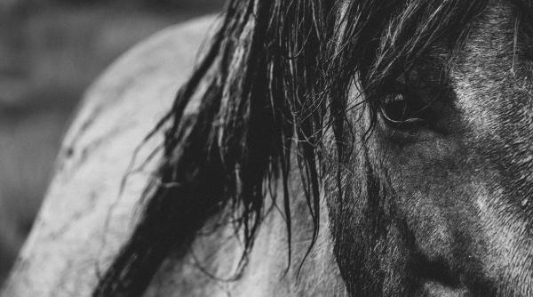 tragedie in delta dunarii zeci de cai salbatici morti de ger si foamete solutii urgente discutate la dc anima