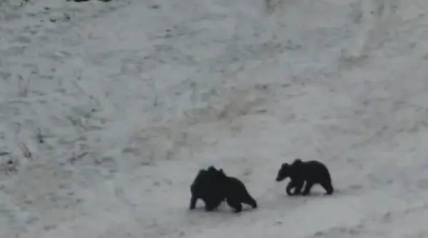 ursoaica cu trei pui filmata pe partia din poiana brasov autoritatile au intervenit de urgenta