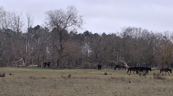 caii deltei mor pe capete caii deltei umbla ca niste scheleti ambulanti guvernatorul arbdd bogdan bulete clarifica situatia