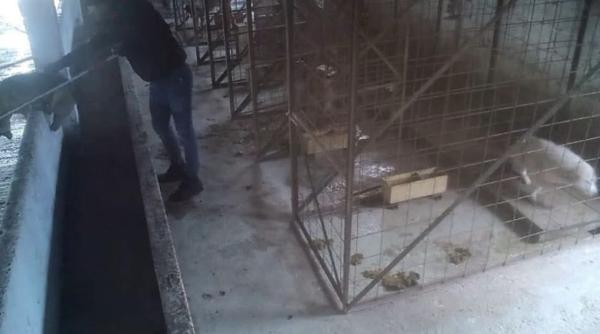 28 de milioane de lei aproape 100 de primarii si mii de eutanasii ce arata cazul vetmedan