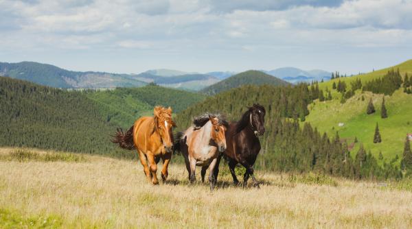 Caii din Pădurea Letea, în centrul disputelor administrative. Bogdan Bulete cere claritate juridică și urgentarea planului de management