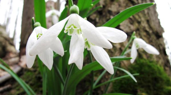 vremea in weekend 14 15 februarie va fi de primavara de luni se raceste semnificativ prognoza meteo anm